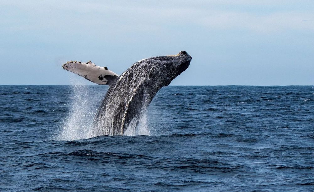 Barca a vela Cetacei