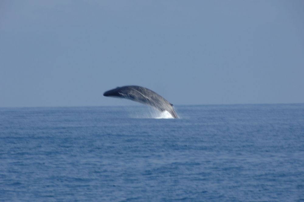 Succede nel Santuario dei cetacei