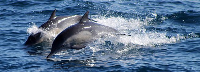 Navigazione a vela santuario dei Cetacei