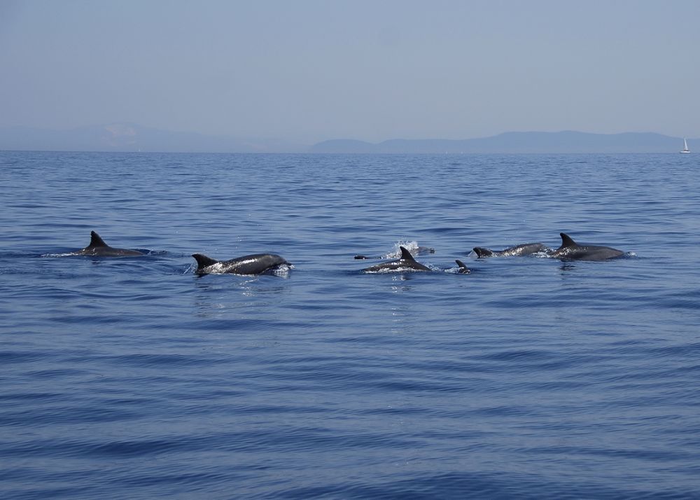 Barca a vela navigando fra i cetacei