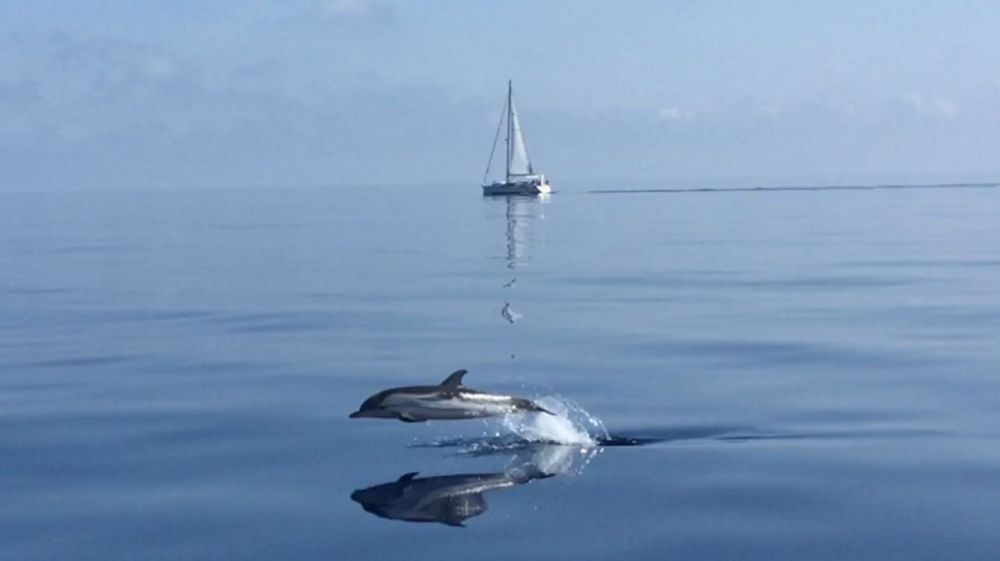 Navigare nel Santuario dei cetacei insieme ai delfini